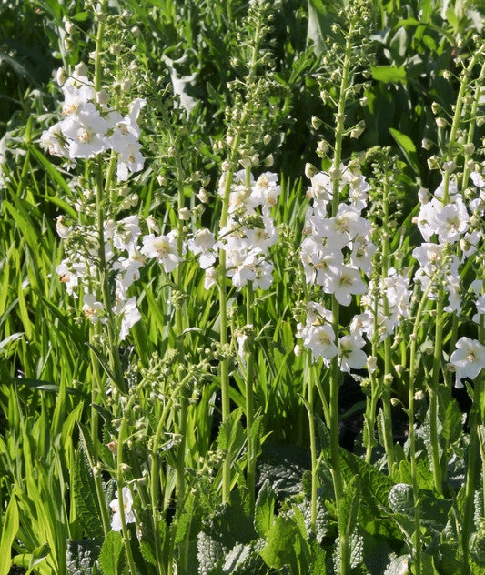 Verbascum phoeniceum White (Mullein) seeds - RP Seeds