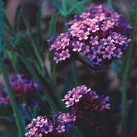Verbena bonariensis seeds - RP Seeds