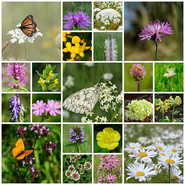 uk wild flower seeds RP Seeds : Wildflower seeds - Special Meadow Mix