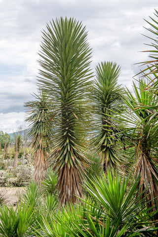yucca plant palm RP Seeds : Yucca filifera (St Peter's Palm) 6 seeds