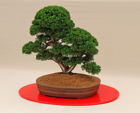 Bonsai Seeds