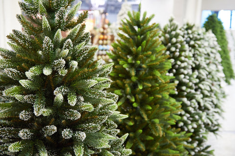 Christmas Tree Seeds