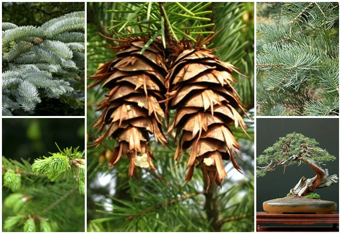 Conifer Tree Seeds