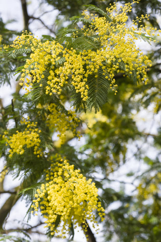 Acacia dealbata (Mimosa/Silver Wattle) seeds