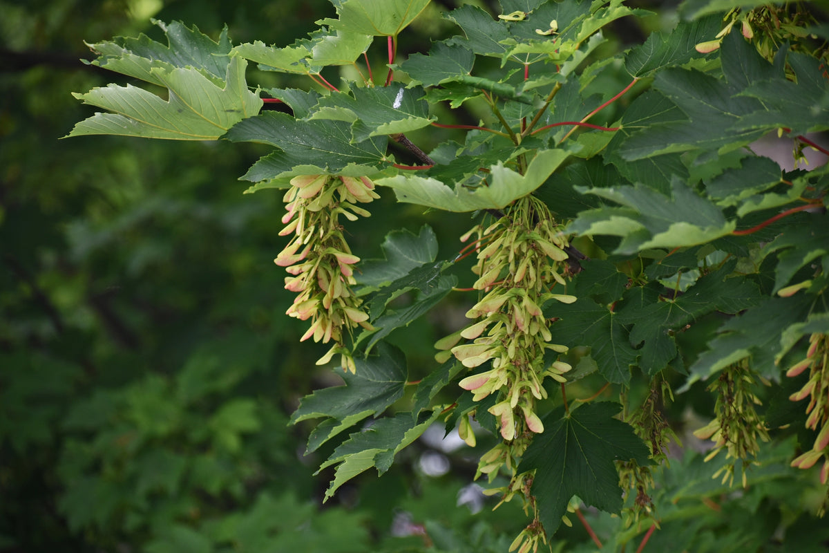 Acer pseudoplatanus (Sycamore) seeds