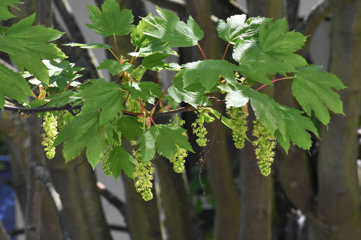 Acer pseudoplatanus (Sycamore) seeds