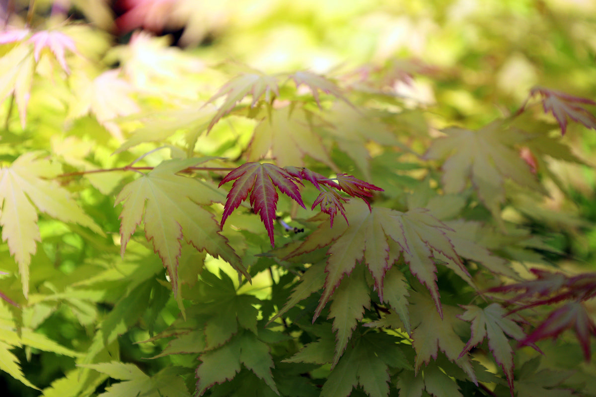 Acer sieboldianum (Siebolds Maple) seeds
