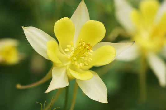 Aquilegia chrysantha Yellow Queen (Columbine) seeds