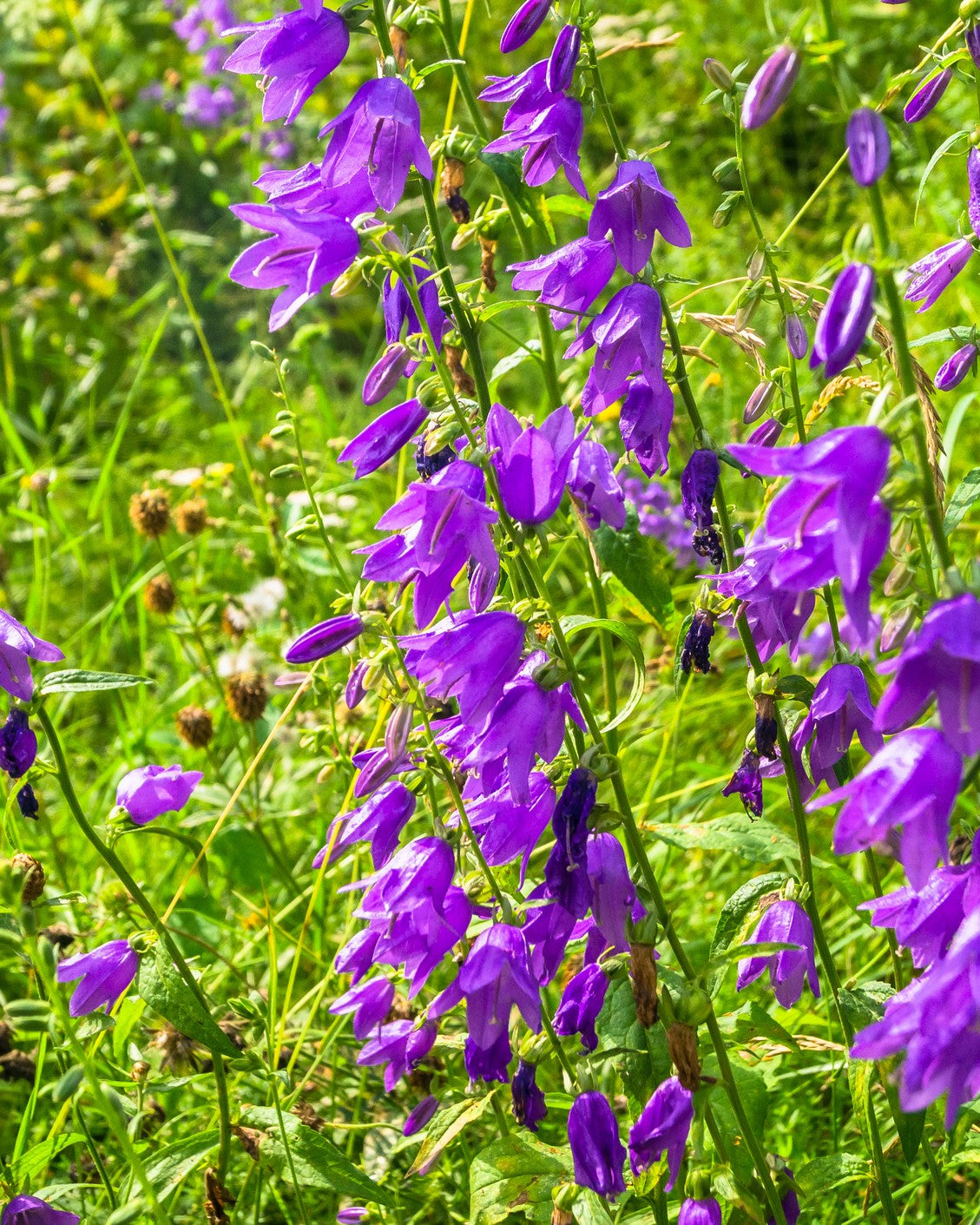 Campanula latifolia  (Giant Bellflower) seeds