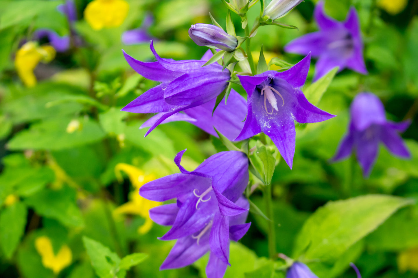 Campanula latifolia  (Giant Bellflower) seeds