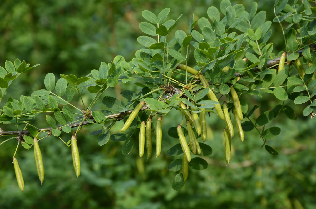 Caragana arborescens (Siberian Pea Tree) seeds
