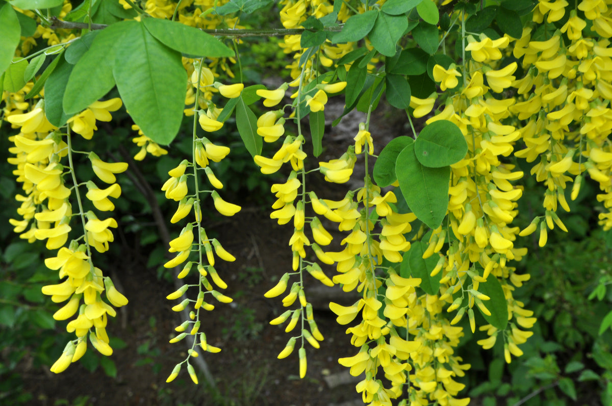 Caragana arborescens (Siberian Pea Tree) seeds