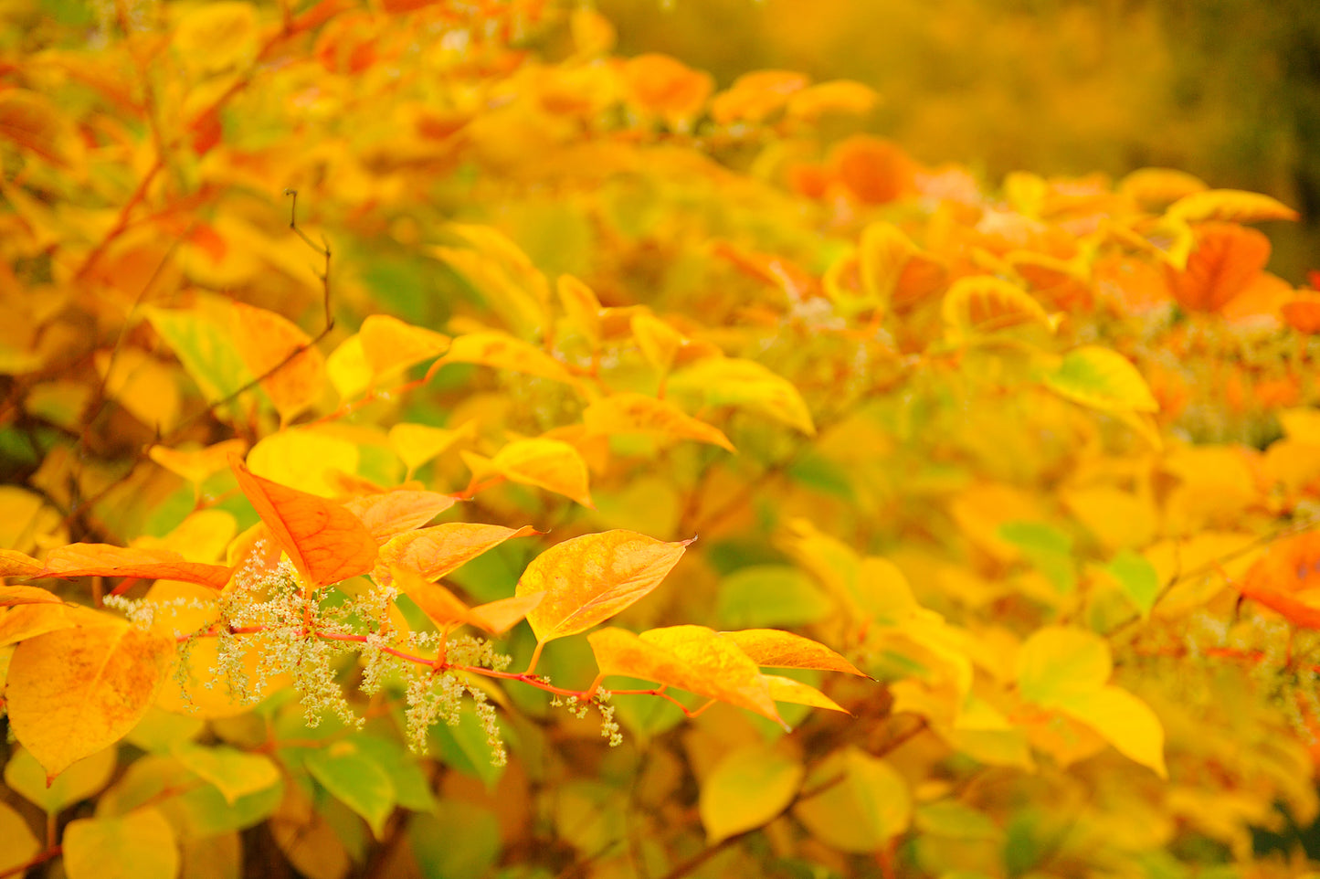 Cornus alba (Siberian/Red-Barked Dogwood) seeds