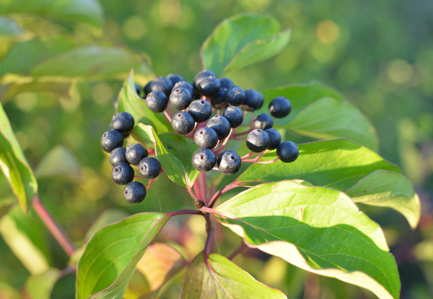 Cornus sanguinea (Common Dogwood) seeds