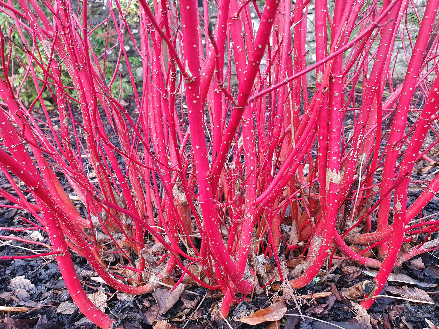 Cornus alba (Siberian/Red-Barked Dogwood) seeds