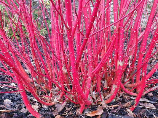 Cornus alba (Siberian/Red-Barked Dogwood) seeds