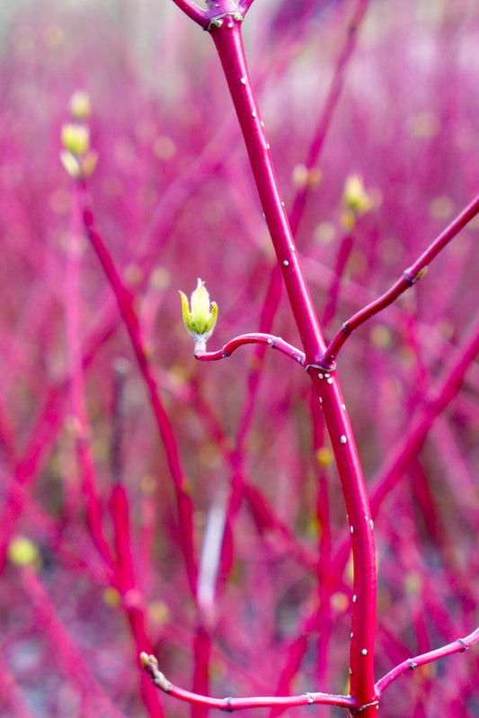 Cornus sanguinea (Common Dogwood) seeds
