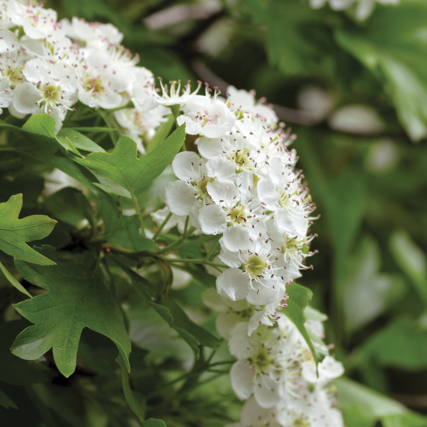 Crataegus monogyna (Hawthorn) seeds