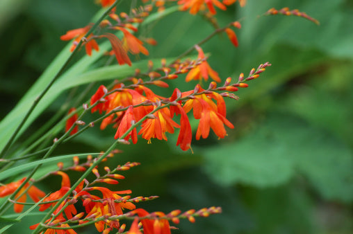 Crocosmia New Hybrids seeds