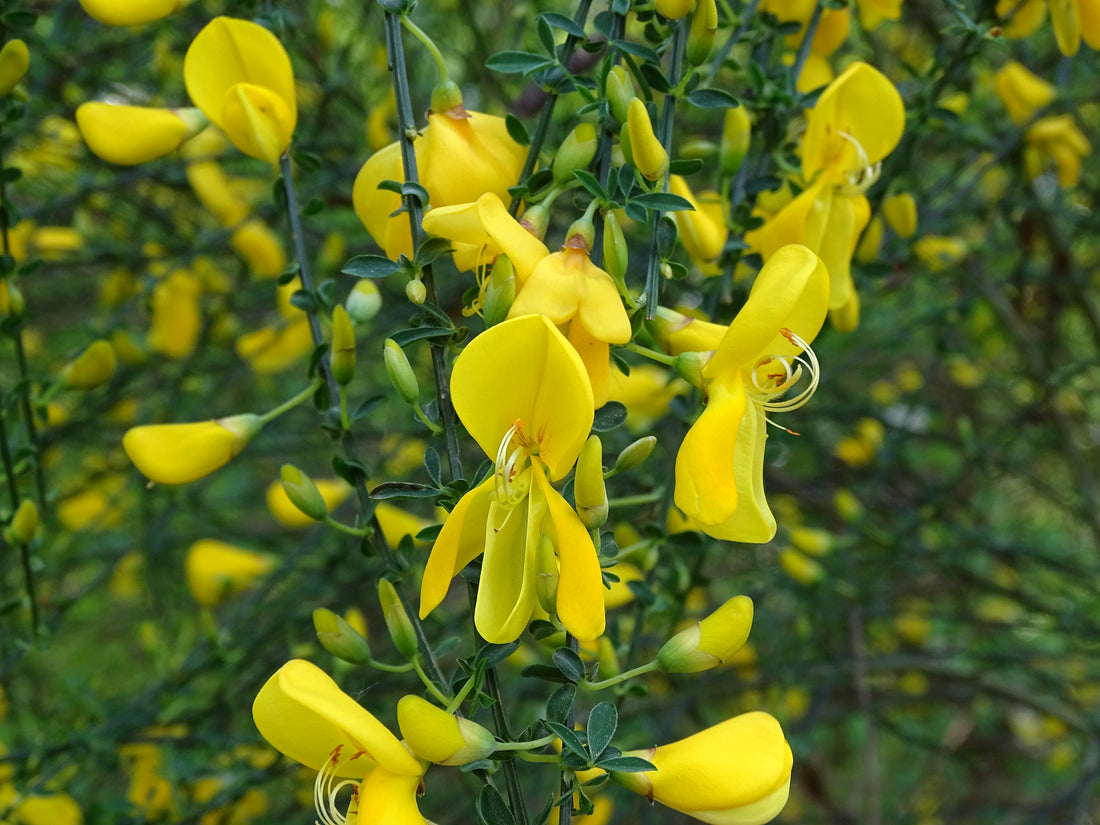 RP Seeds: Cytisus scoparius (Scotch Broom) 30 seeds