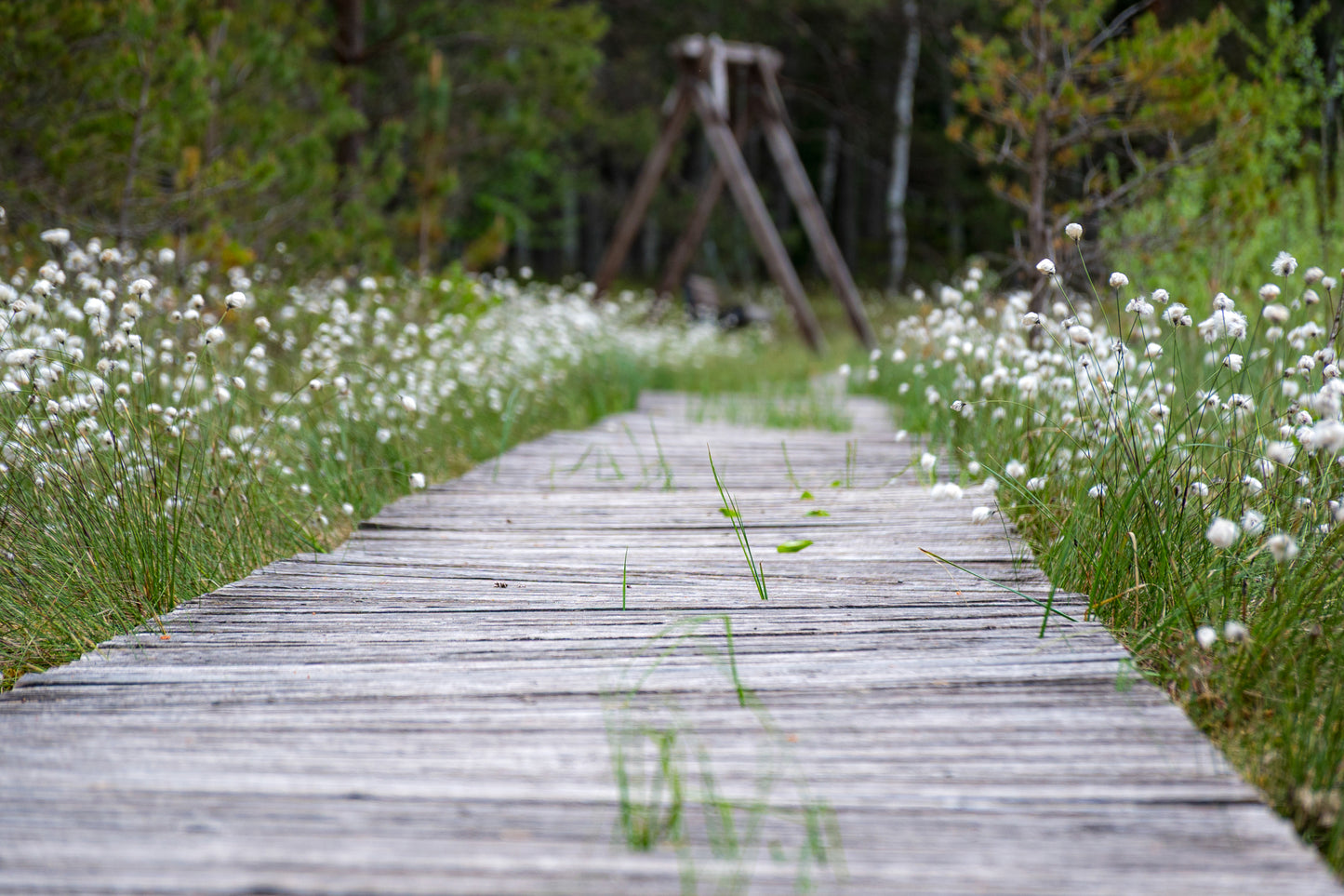 Eriophorum angustifolium (Cotton Grass) seeds