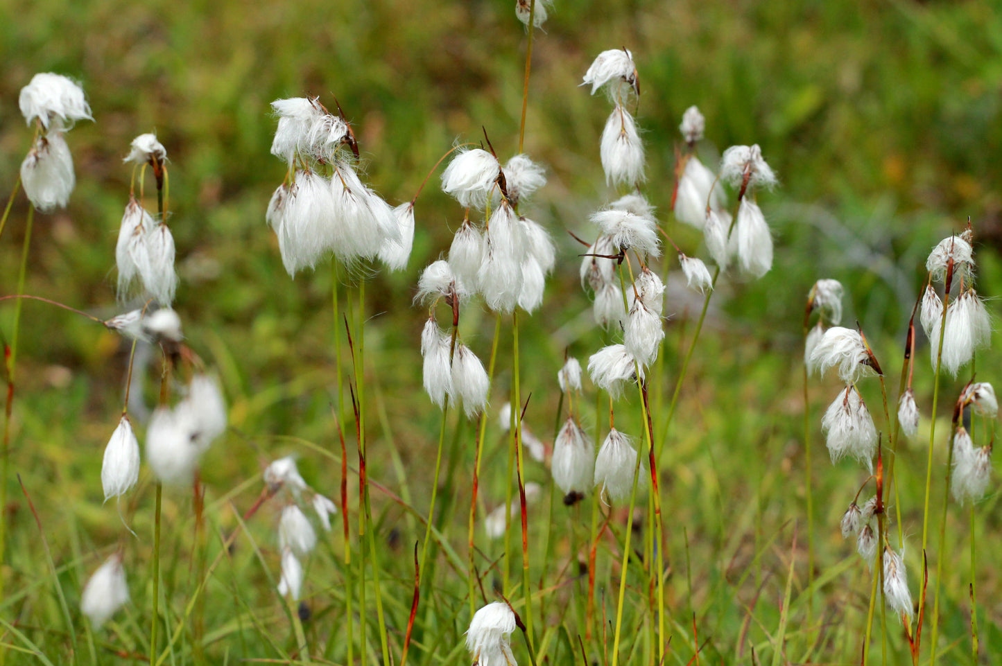 Eriophorum angustifolium (Cotton Grass) seeds