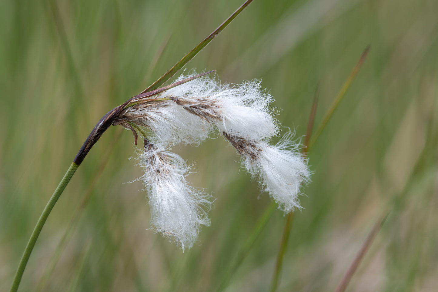 Eriophorum angustifolium (Cotton Grass) seeds