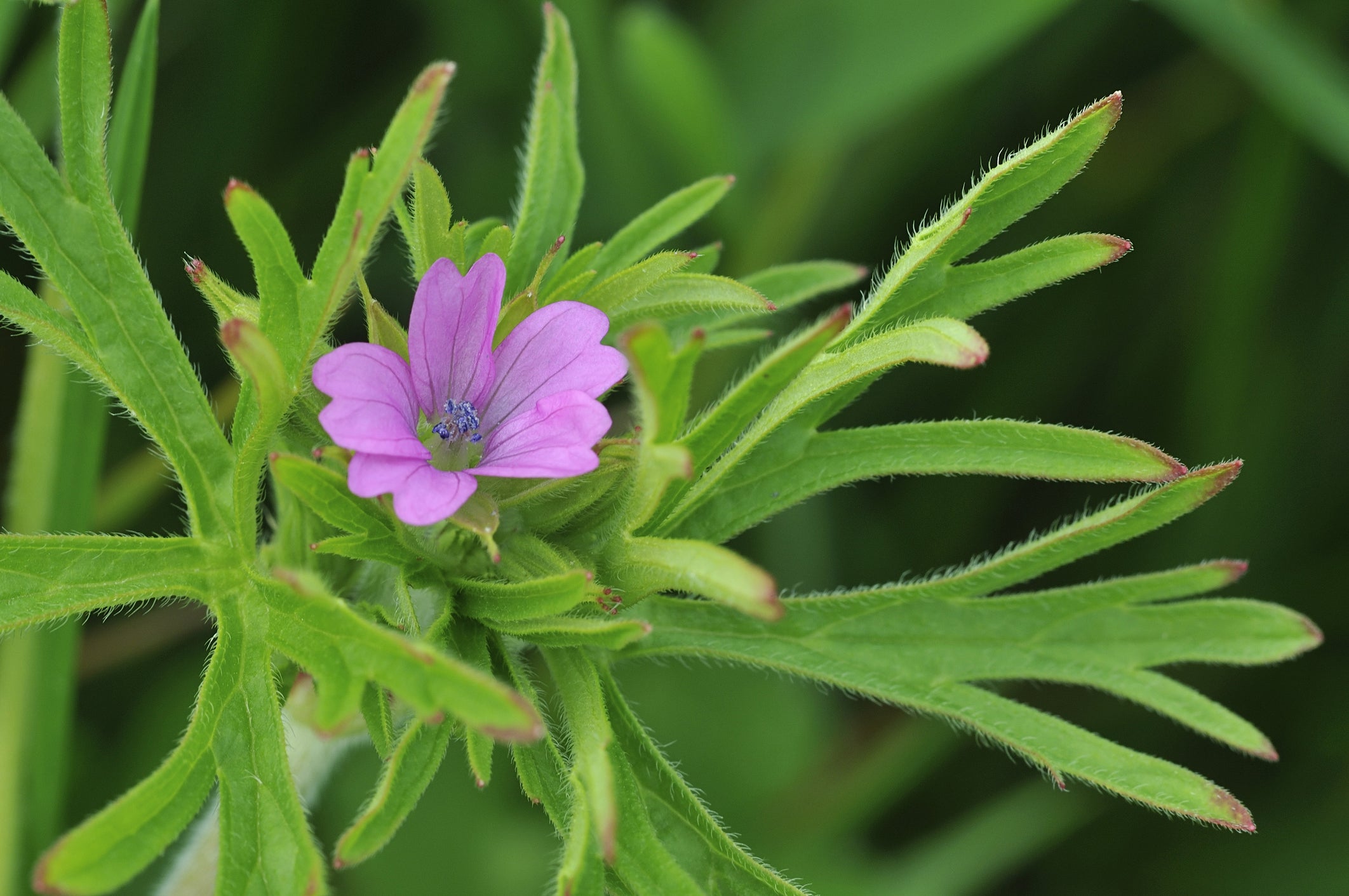 RP Seeds: Geranium dissectum (Cut Leaved Cranesbill) 20 seeds