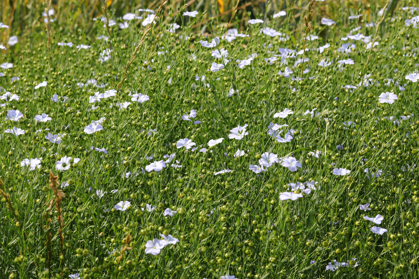 Linum bienne (Pale Flax) seeds
