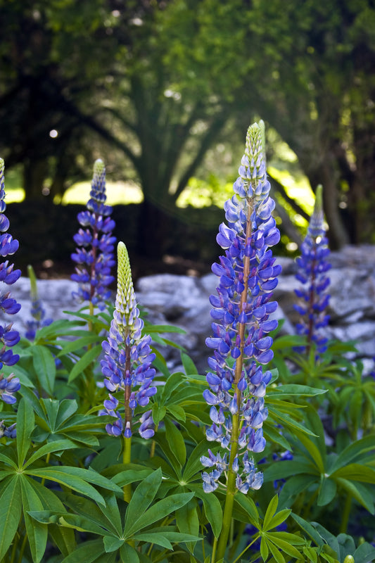 Lupinus perennis (Wild Lupin) seeds