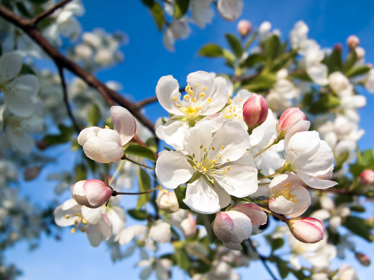 Malus sylvestris (Crab Apple) seeds