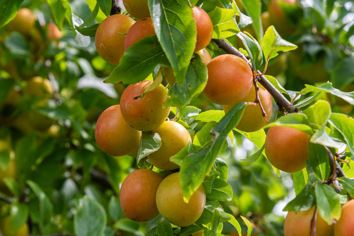 Prunus cerasifera (Cherry/Myrobalan Plum) seeds