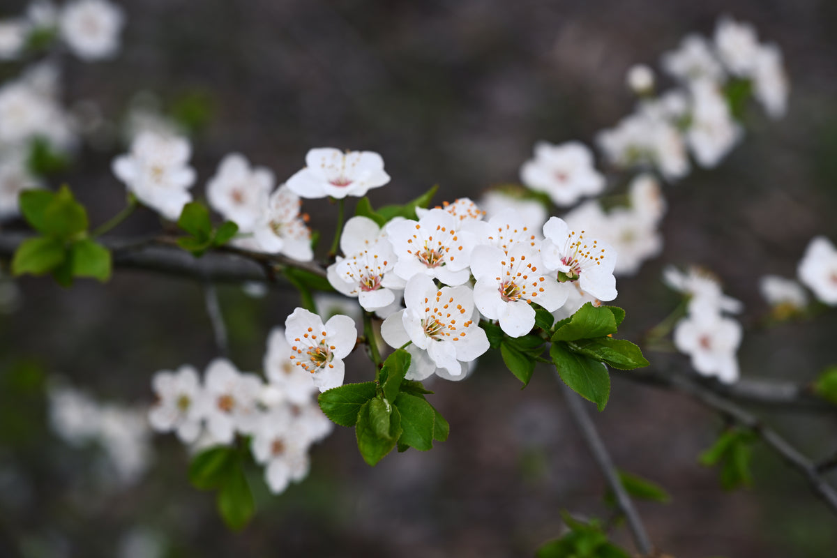 Prunus cerasifera (Cherry/Myrobalan Plum) seeds