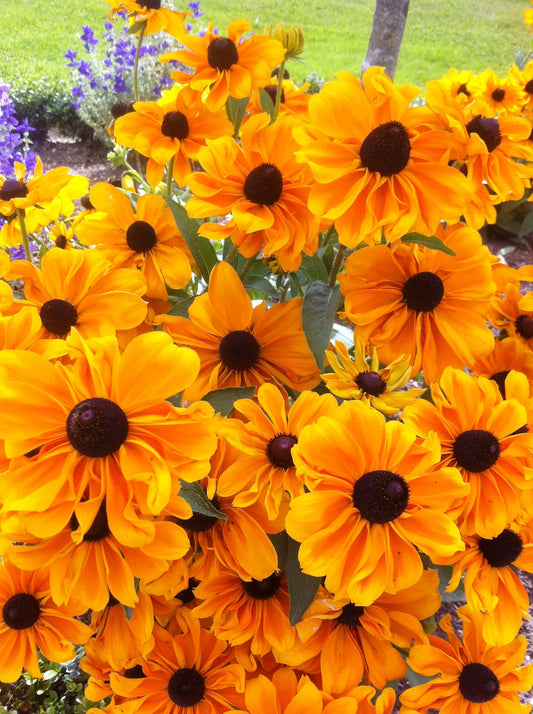 Rudbeckia hirta Marmalade (Coneflower) seeds