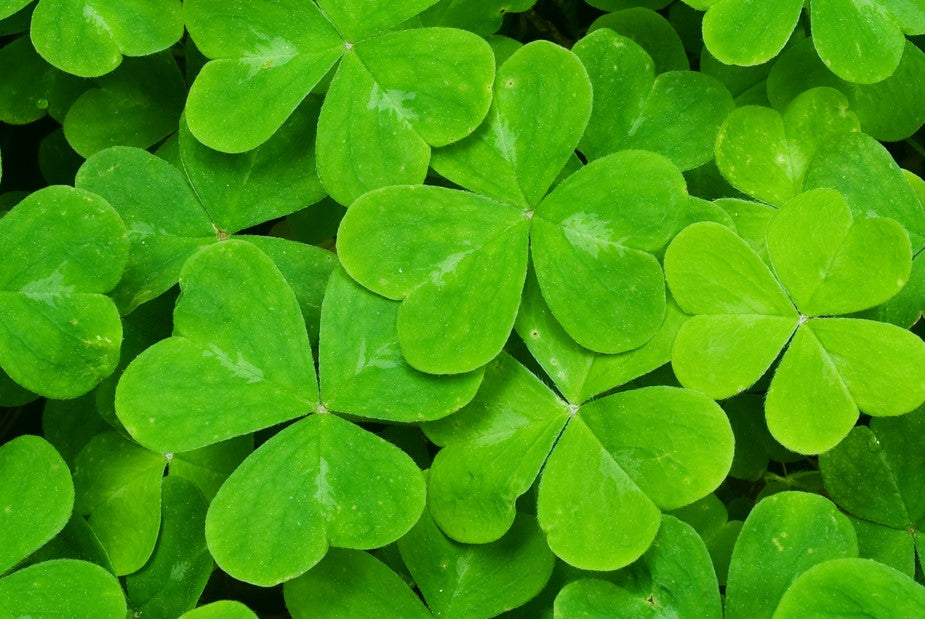Trifolium repens (White Clover/Shamrock) seeds