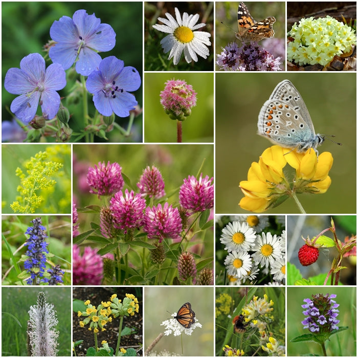 British Native Wildflower seeds - Flowering Lawn Mix - 2g