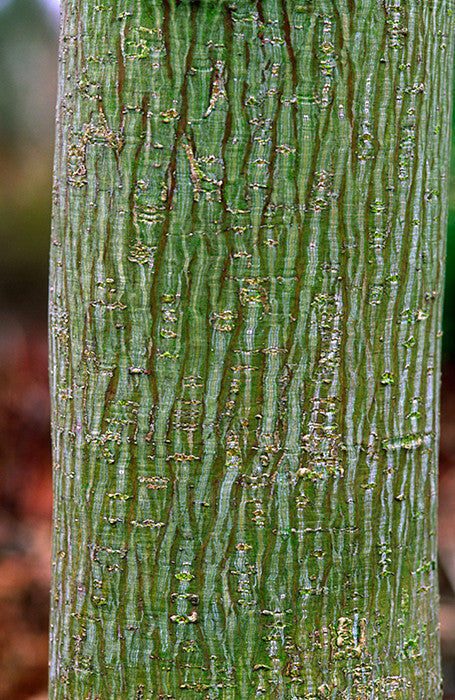 Acer davidii (Pere David's Maple) seeds - RP Seeds