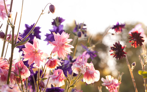 Aquilegia Barlow Mixed (Columbine) seeds - RP Seeds