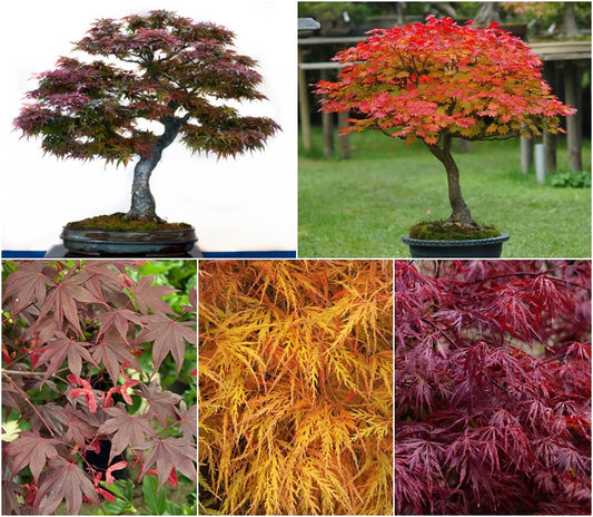 Japanese Maple Tree Seed Collection - 5 Packets - RP Seeds
