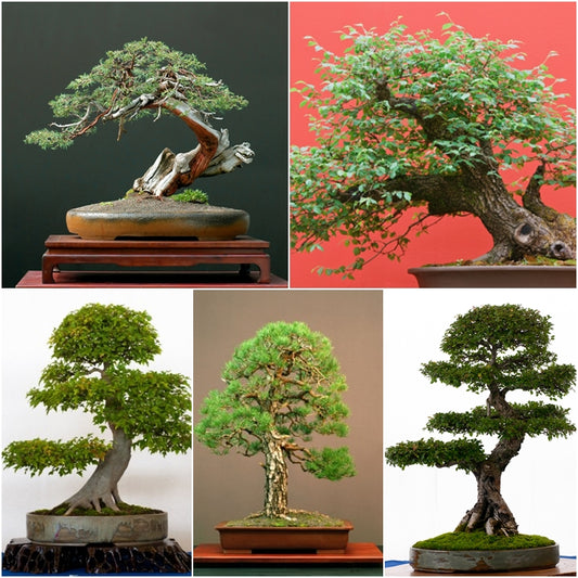 Bonsai Tree Seed Collection 1 - 5 Packets - RP Seeds