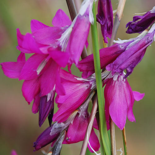 Dierama Blackberry Bells (Angel's Fishing Rod) seeds - RP Seeds