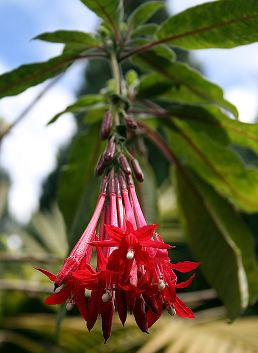 Fuchsia boliviana (Bolivian/Peruvian Fuchsia) seeds - RP Seeds