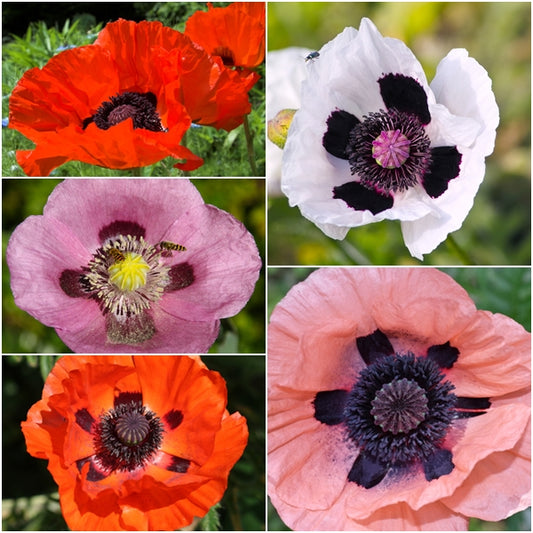 Papaver orientale New Hybrids (Oriental Poppy) seeds - RP Seeds