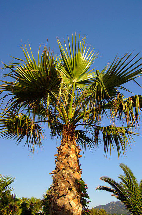 Washingtonia robusta (Mexican Fan/Thread Palm) seeds - RP Seeds