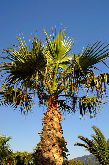 Washingtonia robusta (Mexican Fan/Thread Palm) 10 seeds – RP Seeds