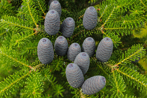 Abies balsamea (Balsam Fir) seeds - RP Seeds