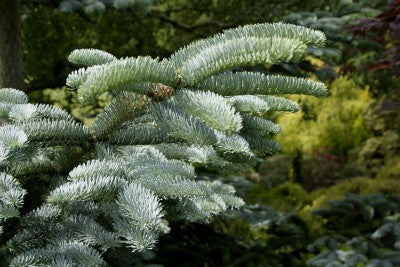 Abies procera [syn. nobilis] (Noble Fir) seeds - RP Seeds