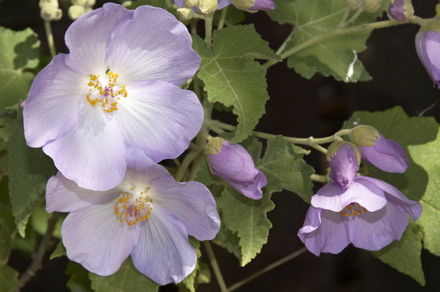 Abutilon vitifolium (Flowering Maple/Mallow) seeds - RP Seeds