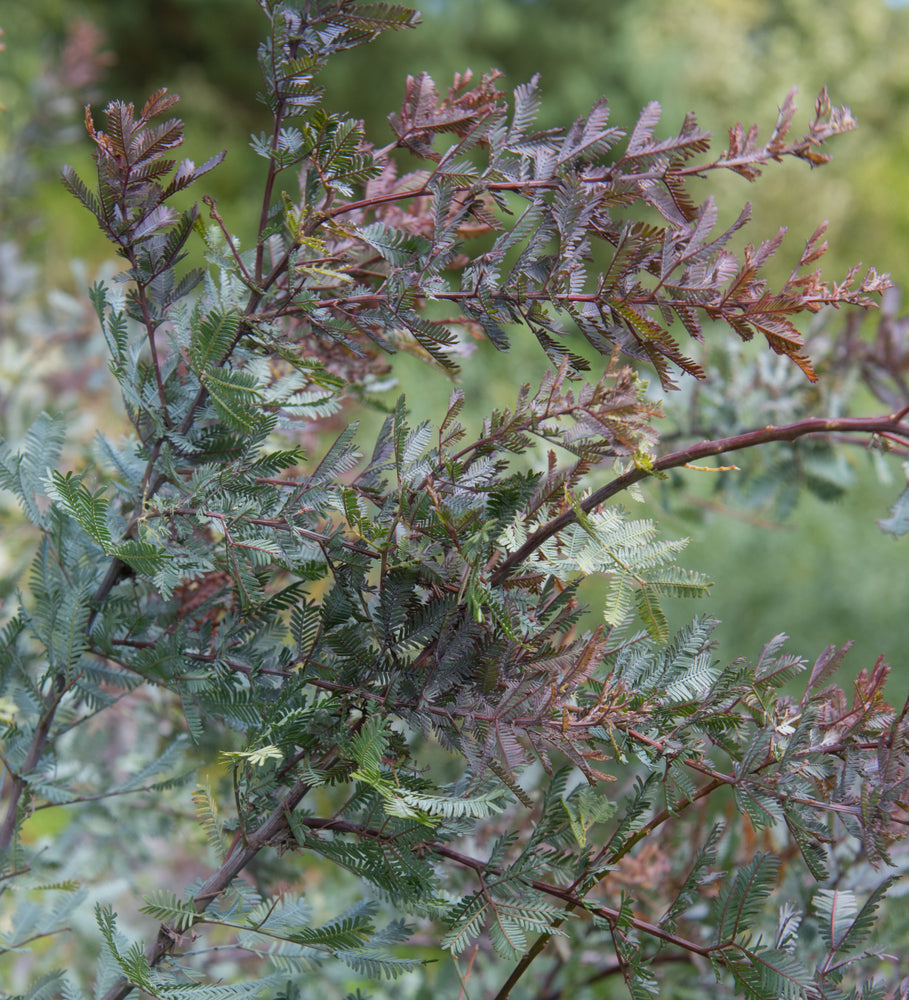 Acacia baileyana purpurea (Cootamundra Wattle) seeds - RP Seeds