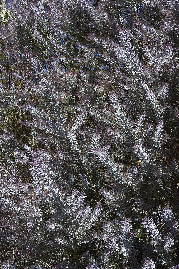 Acacia baileyana purpurea (Cootamundra Wattle) seeds - RP Seeds
